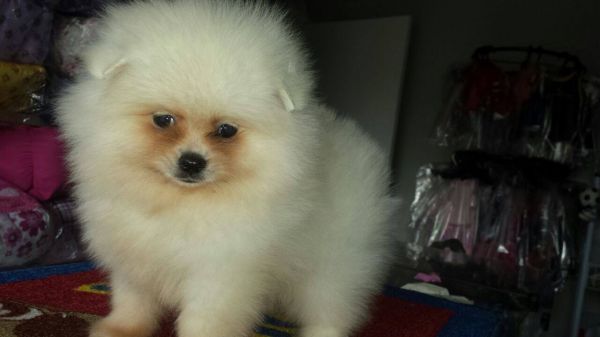 Macho branco perola spitz alemao