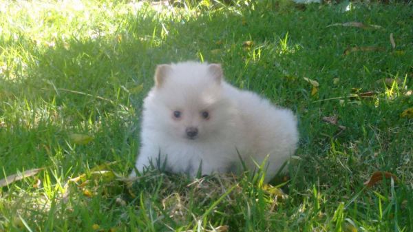 VENDIDA Fêmea de Spitz Alemão cor branco pérola filha de branco neve