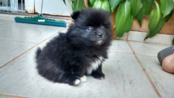 Macho de spitz com 6 meses de idade pedigree em maos preço promoçao 1.500,00