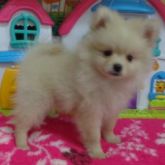 Macho spitz perola VENDIDO