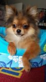 Vendido macho de 5 meses laranja spitz alemao