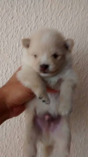 VENDIDO Macho de Spitz Alemão perola filho de branco