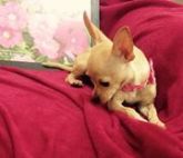 femea chihuahua com 6 meses de idade creme com pedigree