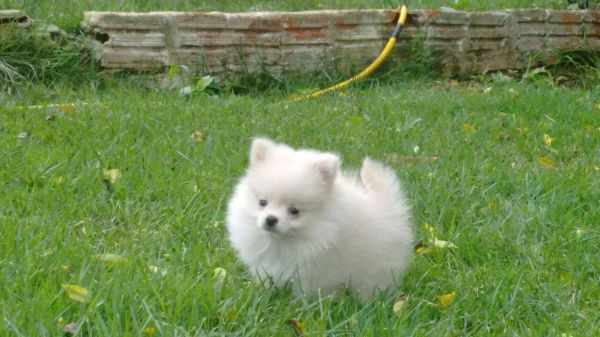 VENDIDO  Macho perola filho de branco neve