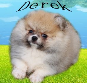 Derek Padreador - Macho Spitz alemão Particolor pomeranian