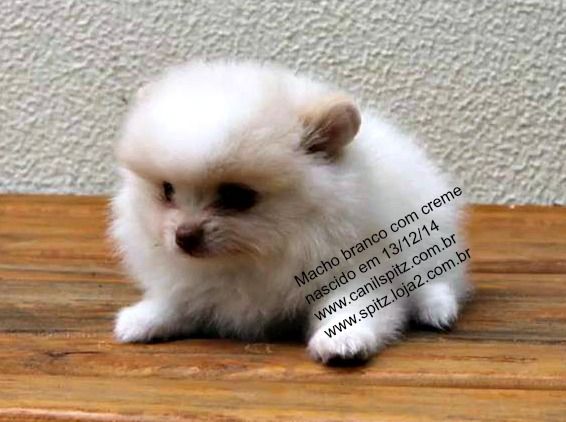 Macho de spitz alemão na cor branco com creme lindíssimo a pronta entrega